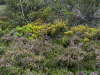 Blühende Besenheide und helle Latschenaustriebe